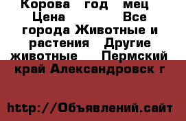 Корова 1 год 4 мец › Цена ­ 27 000 - Все города Животные и растения » Другие животные   . Пермский край,Александровск г.